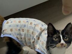 -四月宠物医院·猫专科·心脏专科·内科(转塘店)