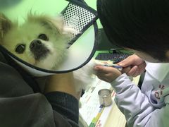 -圣宠动物医院·犬猫专科·影像中心·外科中心