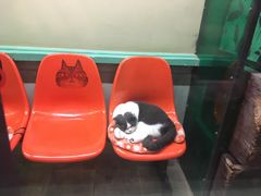 -猫咪博物馆(顶澳仔猫街店)
