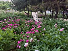-洛阳市隋唐城遗址植物园