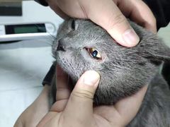 -派特宠物医院(圆融广场店)