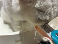 -藏猫猫咖啡主题馆(中央大道店)