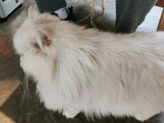 -喵屿·大理花园猫咖