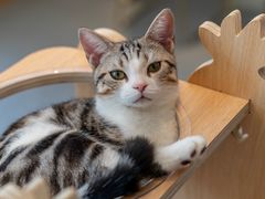 -飞行喵MR PILOT|猫舍·猫咖(静安大融城店)