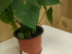 -华莱士·全鸡汉堡(郭巷3店)