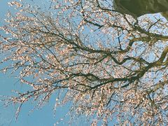 -艺圃