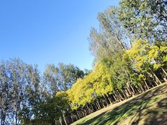 -塘沽森林公园
