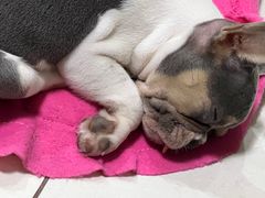 -爱诺耐芙动物医院(万博店)