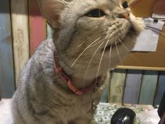 -小时光咖啡馆(开森度假森林店)