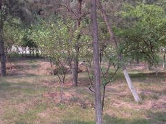 Tree-森林公园(尖草坪区)