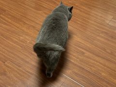 -悠尼宠物·独立低压伊珊娜洗护·美容·寄养(兰谷路店)
