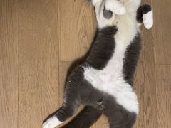 -光明刘冰乳鸽店(光明法政北路店)