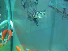 -北戴河圣蓝海洋公园