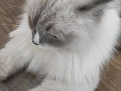 -共舞时光猫咖·狗咖(新街口店)