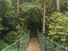 -西双版纳原始森林公园