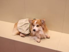 -和它·交个朋友·狗咖猫咖(爱琴海店)