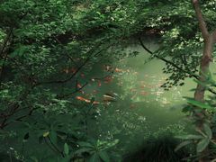 -鲁山国家森林公园