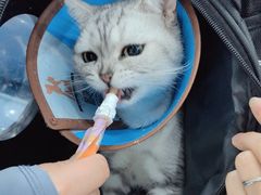 -派美特宠物医院·核磁CT·骨科肿瘤·疑难转诊(沈农禾丰店)