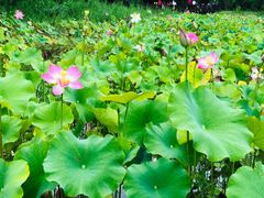 -贵阳市花溪国家城市湿地公园