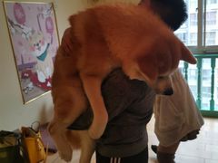 -喜柴咖啡·柴犬狗咖