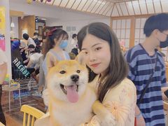 -豆柴町-柴犬主题狗咖(红鼎国际C座店)