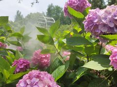 -上海共青森林公园