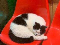 -猫咪博物馆(顶澳仔猫街店)