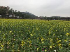 -红山村