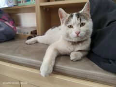 -宠福鑫康馨动物医院·骨科·眼科