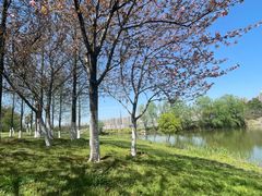 -洋湖国家湿地公园