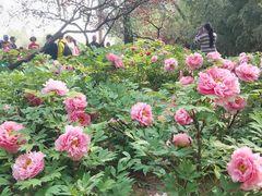-洛阳市隋唐城遗址植物园