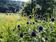 -白草畔自然风景区