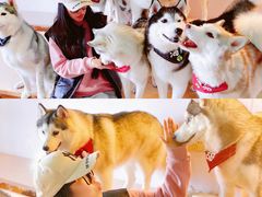 -Husky Go! 哈士奇体验馆·宠物咖啡厅狗咖