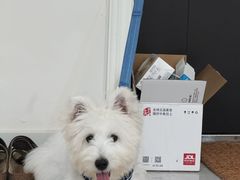 -翊宠yipet猫狗购宠庄园犬舍•猫舍