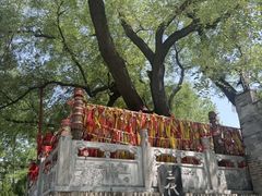 -大槐树寻根祭祖园
