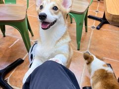 -柯斗斗主题餐厅·狗咖·围炉煮茶·茶饮(国瑞升平里店)