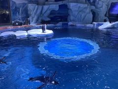 -上海海昌海洋公园