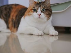 -东莞宠友24H宠物中心医院·转诊夜诊·异宠(新河北路院)