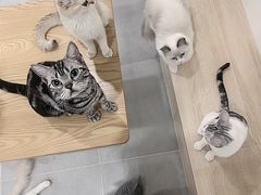 -有喵·猫咖·狗咖·30几只猫10只小狗(岗厦店)