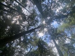 -重庆睡佛山森林公园