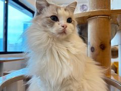 -有喵·猫咖·狗咖·40+猫狗有小奶狗(岗厦店)