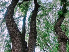 -大兴滨河森林公园