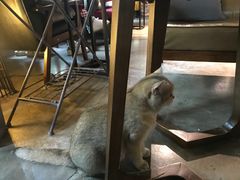 -咖法森林·咖啡  酒吧(天河店)