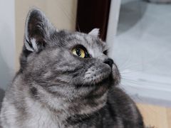 -柏萃动物医院·骨科·牙科