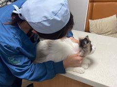 -联合动物医院(光谷诊疗中心)