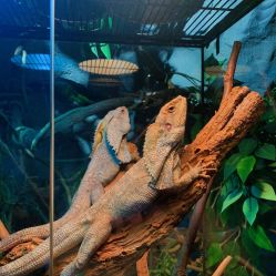 -Zoolung Zoolung动物主题公园(海信广场店)