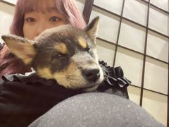 -逗柴咖啡屋·狗咖猫咖宠物桌游