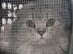 -纳吉亚猫专科动物诊疗中心(蒋宅口分院)