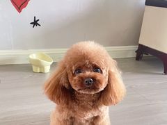 -汪小喵宠物·戴维斯乐芳希施宠馨宝皮毛调理洗护店