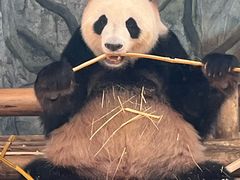-深圳野生动物园